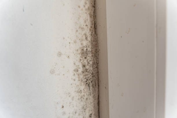 Mold Exposure & Symptoms